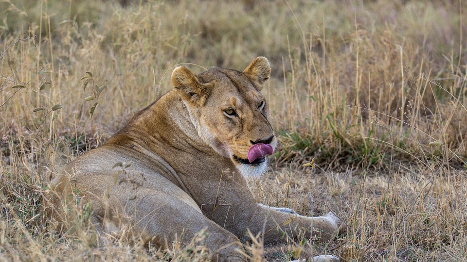lion-7463716_960_720