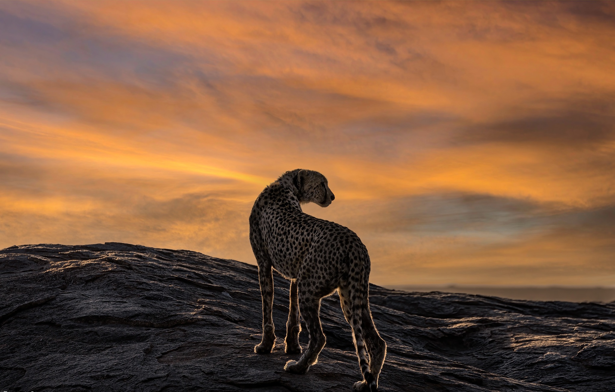 Cheetah Brothers Sametu R3 _24A8786 Smugmug