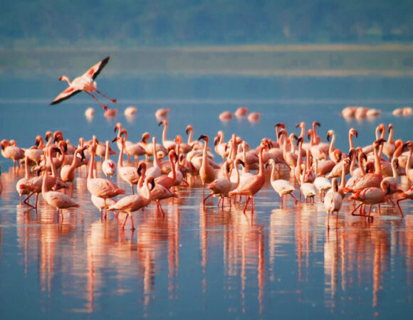 5-Day, 4-Night Tanzania Safari