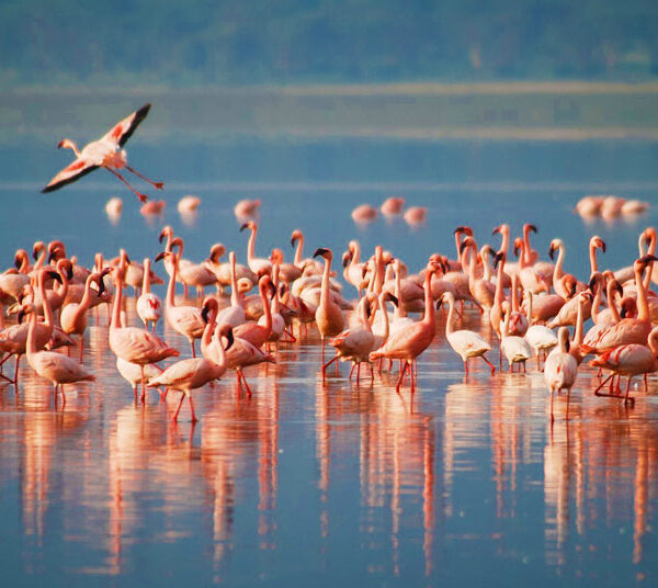 5-Day, 4-Night Tanzania Safari
