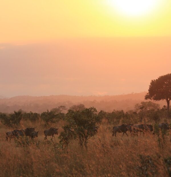 14 DAYS/ 13 NIGHTS HONEYMOON SAFARI + ZANZIBAR (Tarangire, Manyara, Ngorongoro, Serengeti & Zanzibar)