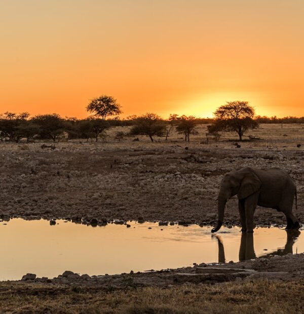 4 Days Tanzania Safari Lake Manyara, Serengeti and Ngorongoro Crater