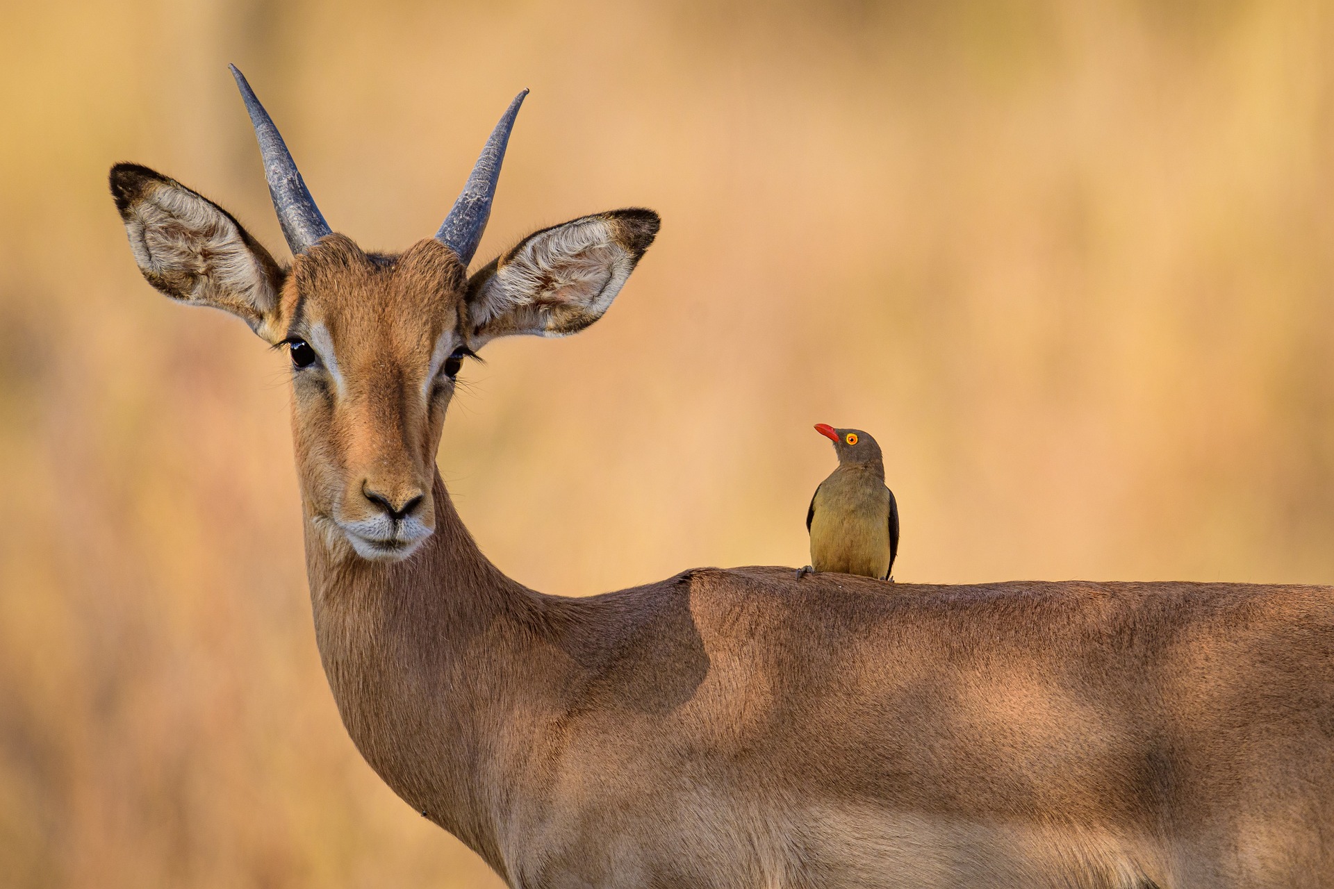 6 Days Nothern Tanzania Safari Lake Manyara, Serengeti and Ngorongoro Crater