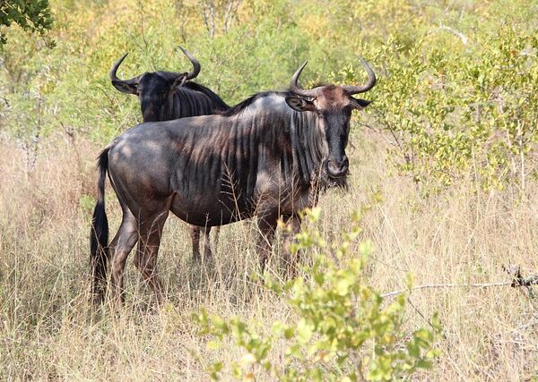 1-Day Tarangire Trip