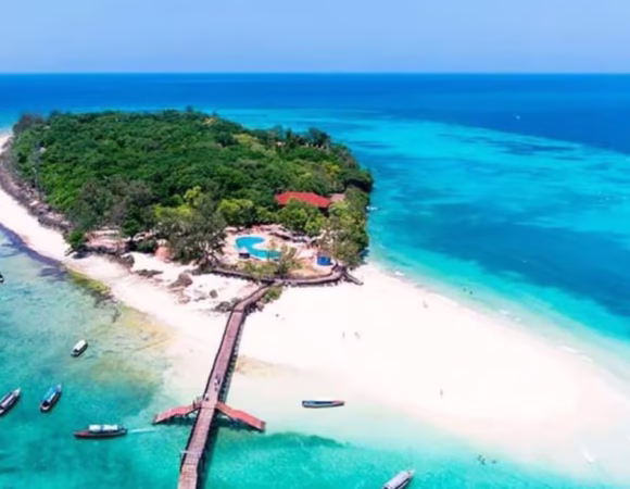 Zanzibar Red Monkey Tour | Jozani Forest & Mangrove Experience