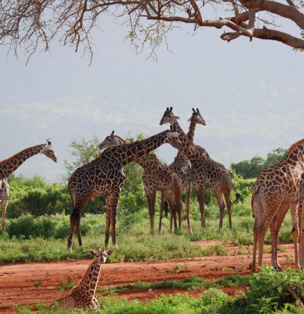 11 DAYS/ 10 NIGHTS SAFARI + ZANZIBAR (Tarangire, Manyara, Ngorongoro, Serengeti & Zanzibar)
